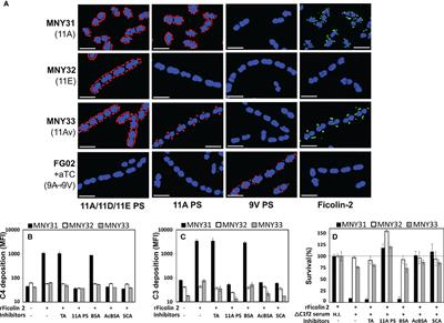 Ficolin-2 Lectin Complement Pathway Mediates Capsule-Specific Innate Immunity Against Invasive Pneumococcal Disease